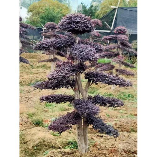 红花继木球的价格受哪些因素影响？