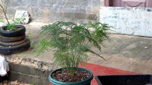 种子准备：健康光泽，清洗消毒