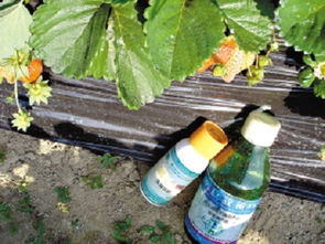 杀虫剂的使用技巧