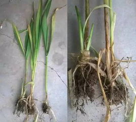 三、核心成分，除草界的扛把子