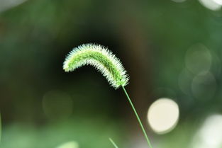 土壤处理：不Neng忽视