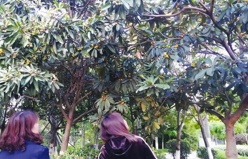 采摘前用药， 挑对时机是关键