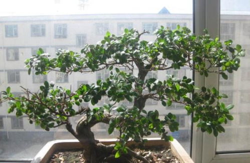 榕树盆景，生命力旺盛