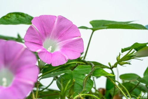 色素与颜色：花冠的颜色决定因素