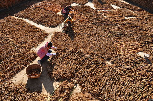 种子不是越贵越好， 门当户对是关键
