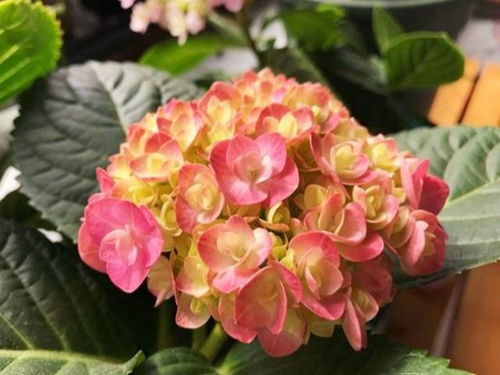 绣球花养殖技巧，如何让绣球花爆盆