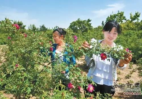 永登县苦水镇玫瑰产业盛况空前，花海如潮涌动人心