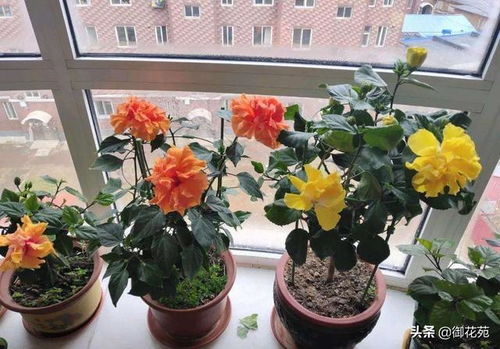 康帕内拉之星月季， 花开在心中的星辰