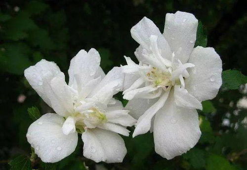 栀子花：清热去火的美食