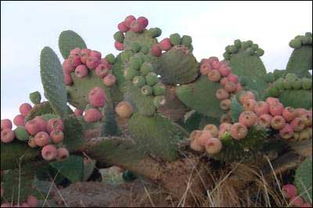 小仙人掌盆栽养护小技巧