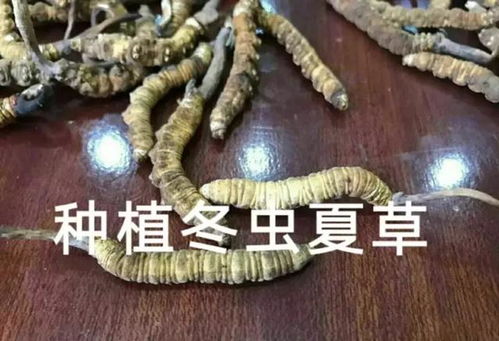 花鸟市场鱼饲料成分表上写的蛋白质、维生素等成分真的都靠谱吗？
