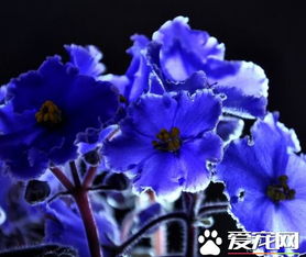 紫罗兰的生命周期：二年生与多年生的双重选择