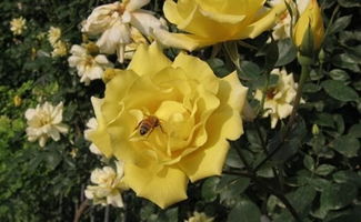 欢笑月季：笑声满溢的开花机器