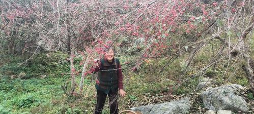 南召乔端镇：山茱萸映红致富路，这条路怎么走起来的？