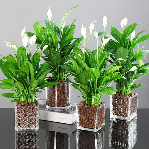 办公室适合养哪些水培观叶植物？