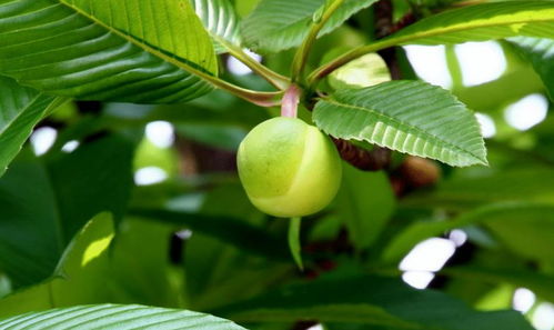 重阳木果实究竟嫩不嫩吃？庭院禁果背后的食用风险揭秘