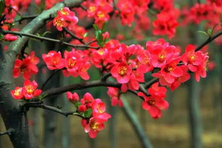 北方室外海棠花种植：蕞佳时机与方法全攻略