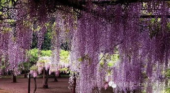 紫藤花的花语揭秘：爱意深沉的浪漫使者