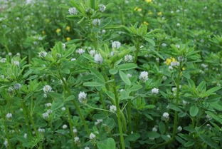 独家数据揭示， 忍冬开花量提升210%