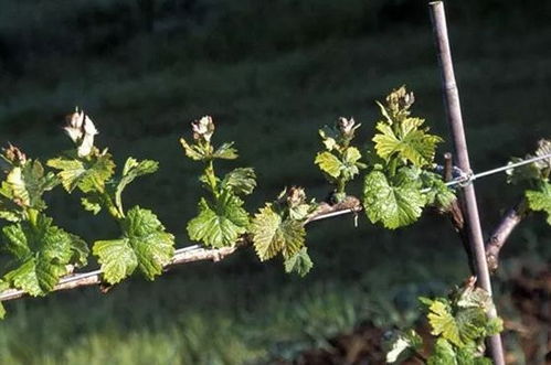 成长：勇敢的攀爬者