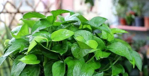绿萝养护小窍门：让长藤geng旺盛，枝叶geng繁茂