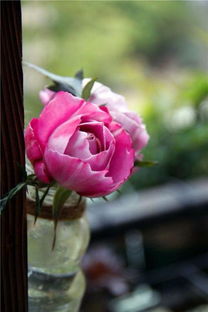 羊脂香水月季：香飘四季的美丽使者