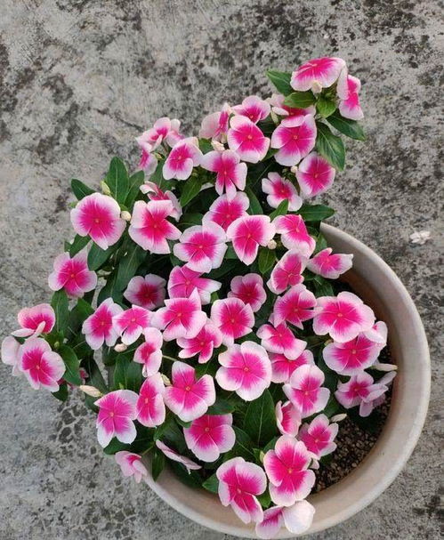 施肥要搞组合拳