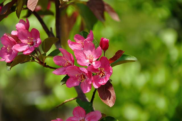 院子栽桃花好风水吗？这几种花既招财又好看