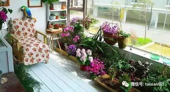 阳光花卉：太阳花与向日葵