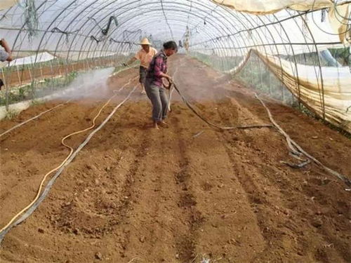 土壤消毒， 种子处理，全方位防范