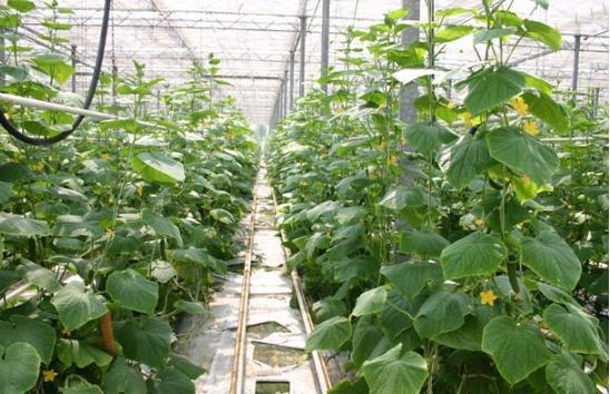 适合86岁妈妈种植的简单蔬菜