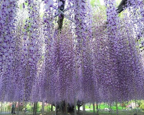 紫藤：如瀑布般垂挂的花朵