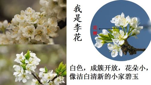 表示尊敬老师的花花语是“敬师花”