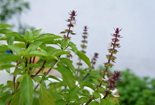 香料价格的差异