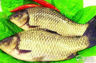 小草鱼是怎么从卵孵化出来的，又有哪些烹饪技巧能让草鱼肉质更加嫩滑呢？