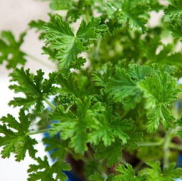 蕨菜是哪类植物？它为何能在地球上繁衍生息数亿年