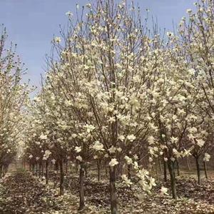 玉兰花， 美得让人心醉