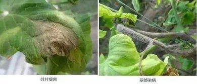 灰霉病的烦恼：消炎药的选择