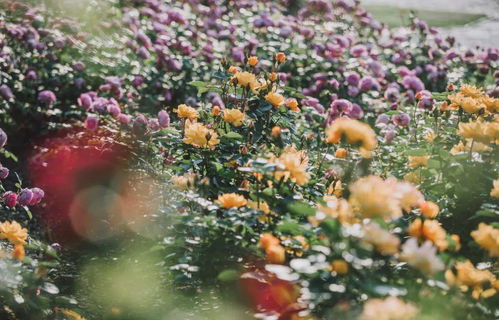 粉扇月季与绯扇月季：不一样的色彩， 不一样的风情