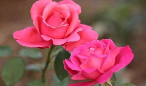 月季花开不断，六月养护有妙招！