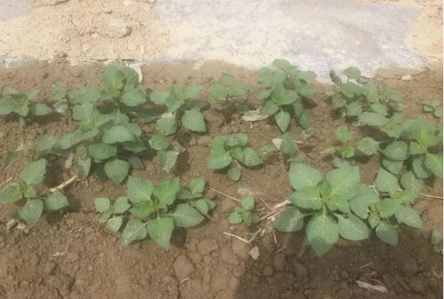 乙氧氟草胺对环境的影响