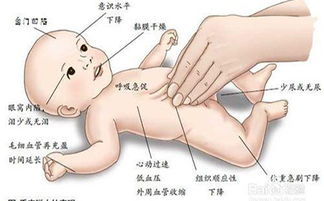 家禽瘫痪非关节感染成因解析