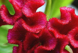 鸡冠花能治疗哪些疾病？它的药用功效具体有哪些？