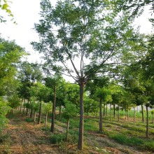 免费苗木交易平台， 便捷的交易渠道