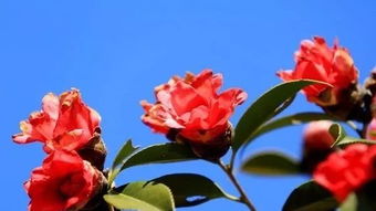 油茶花是如何授粉的？