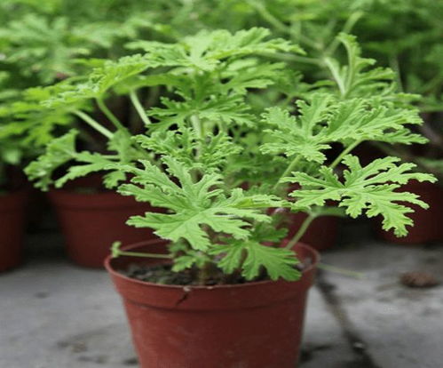 碰碰香能驱蚊吗？家里放这些植物