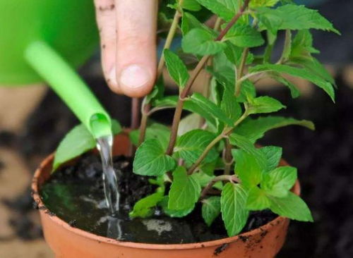 仙人指毛毛虫种植技巧，盆栽毛毛虫如何操作才能爆盆