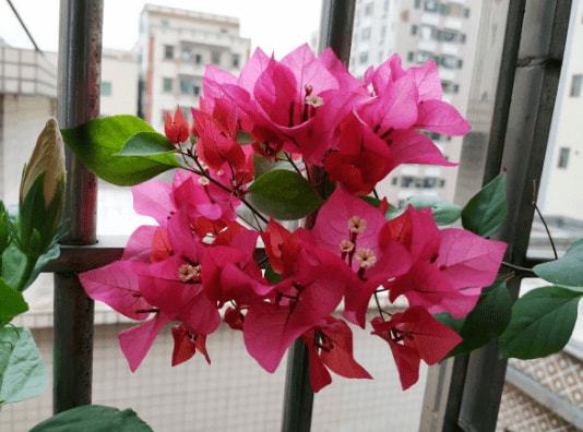 适当施肥，促进生长