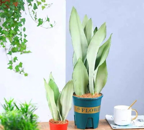 学会这些养花小技巧， 花草长的旺，年年受用