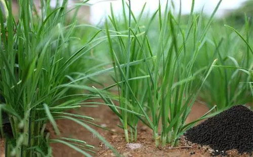 韭菜不分株，是土壤肥力不足吗